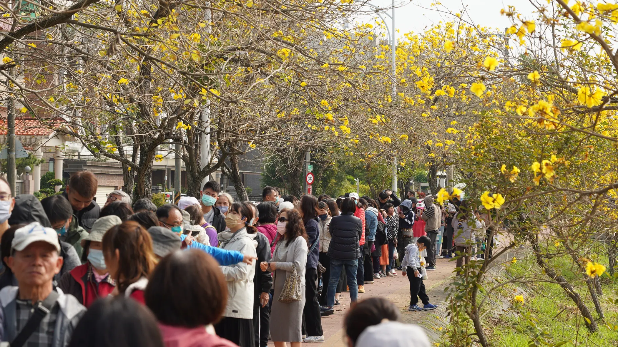 來嘉義追黃花海！「潮風鈴・黃花瘋音樂市集」攜手打造春日最Chill派對